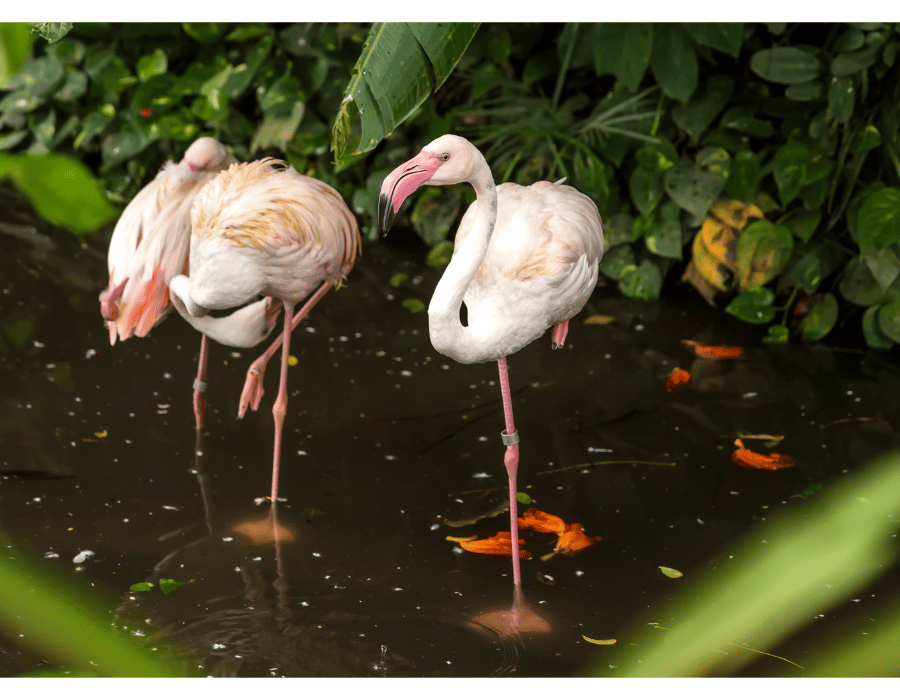 Bird Park